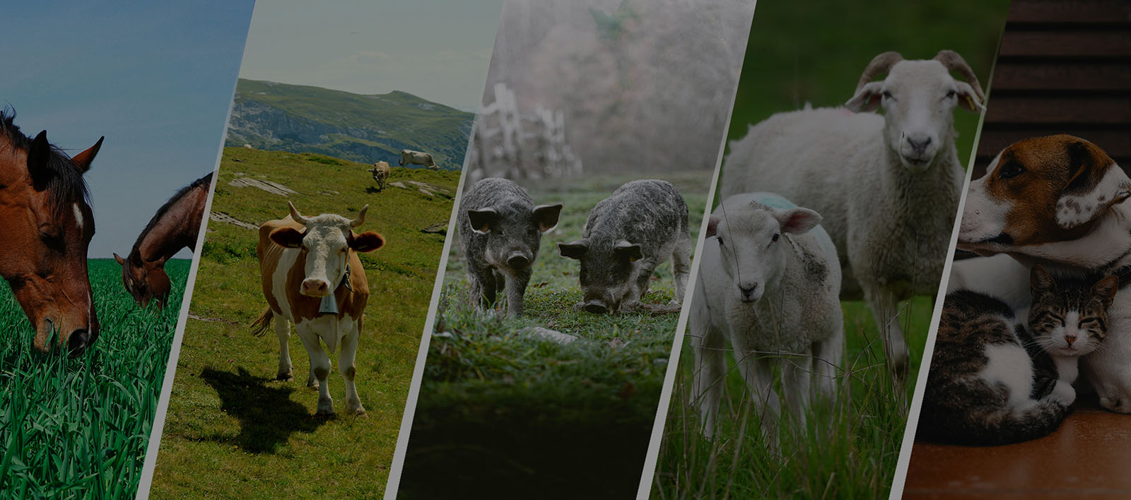 Software de receta veterinaria electrónica para veterinarios y clínicas veterinarias GESTIONAVET